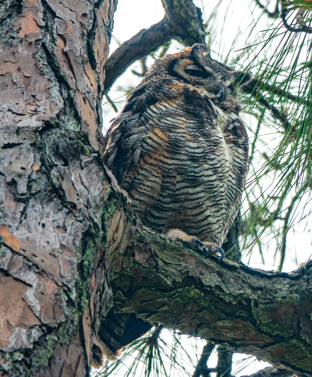 Great Horned Owl - Patrick Nielsen