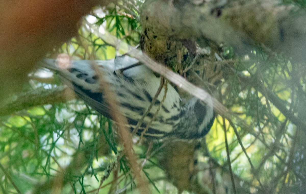 Black-and-white Warbler - ML618116690