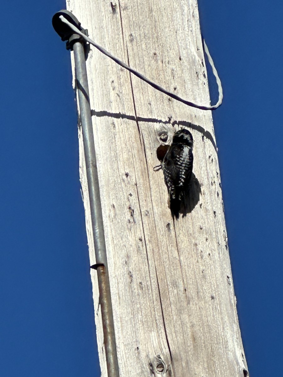 American Three-toed Woodpecker - Anthony Newcomer