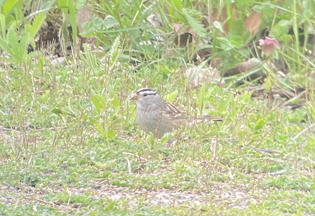 White-crowned Sparrow (Gambel's) - ML618116722
