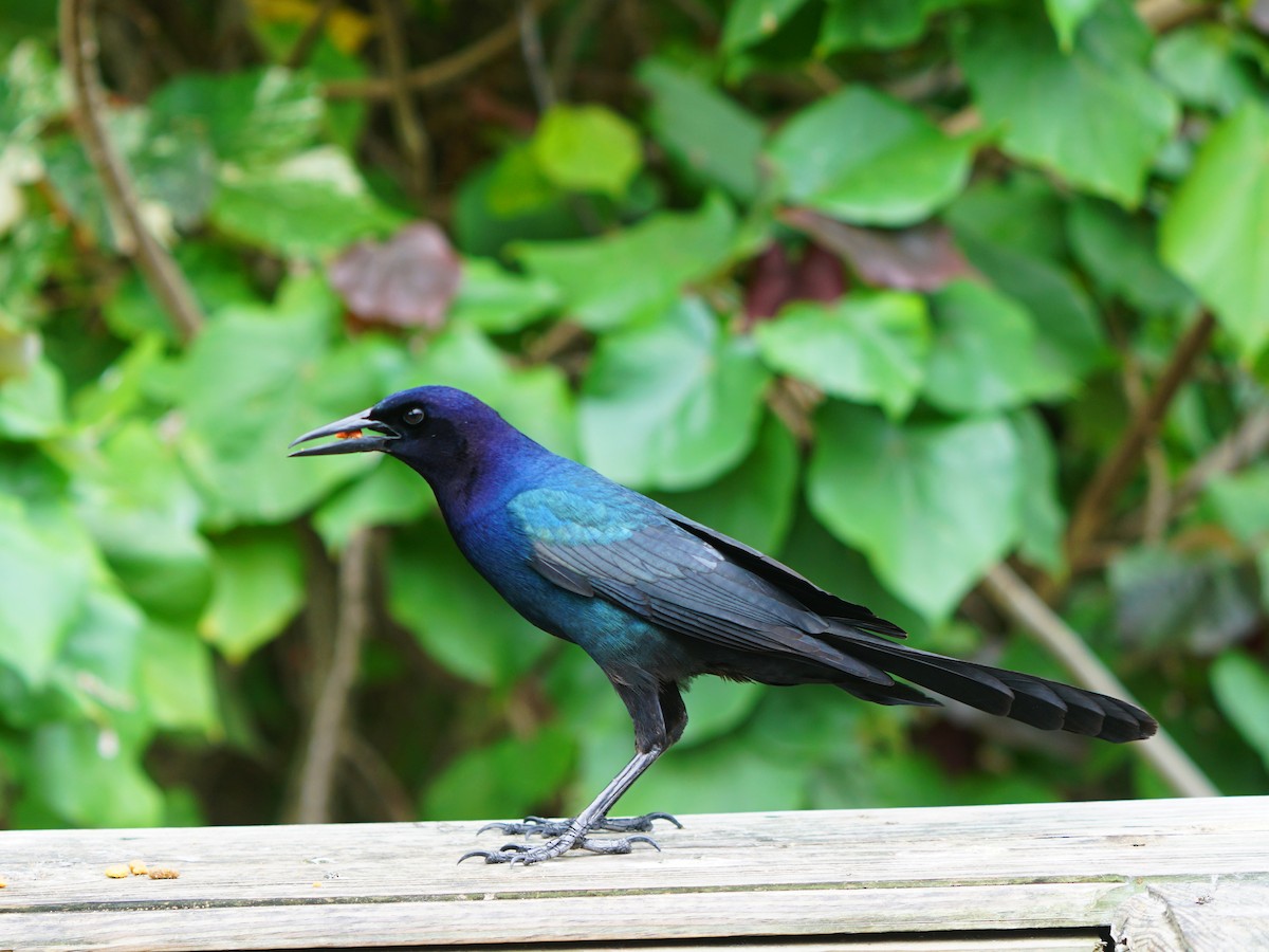 Boat-tailed Grackle - ML618116726