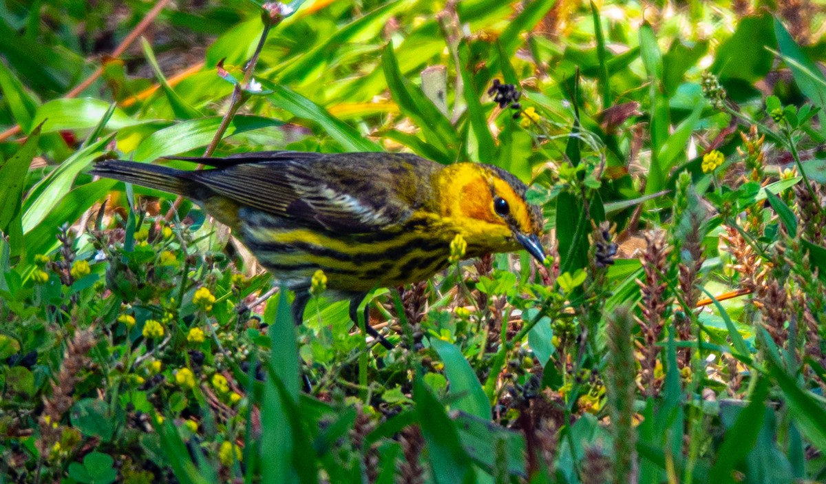 Cape May Warbler - ML618116744