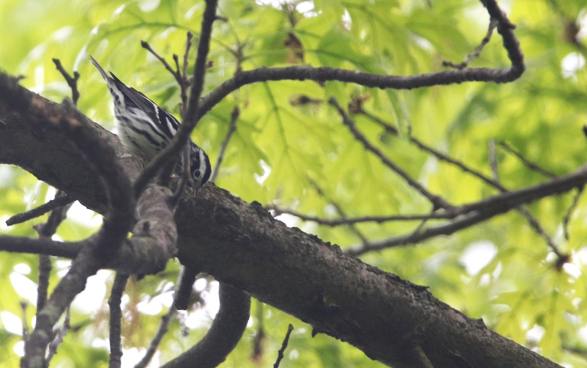Black-and-white Warbler - ML618116752