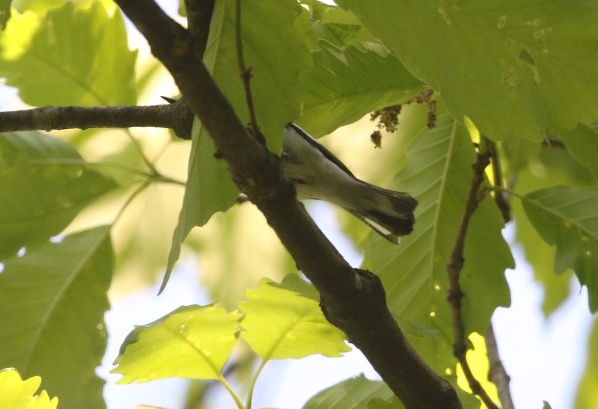 Black-throated Blue Warbler - ML618116771