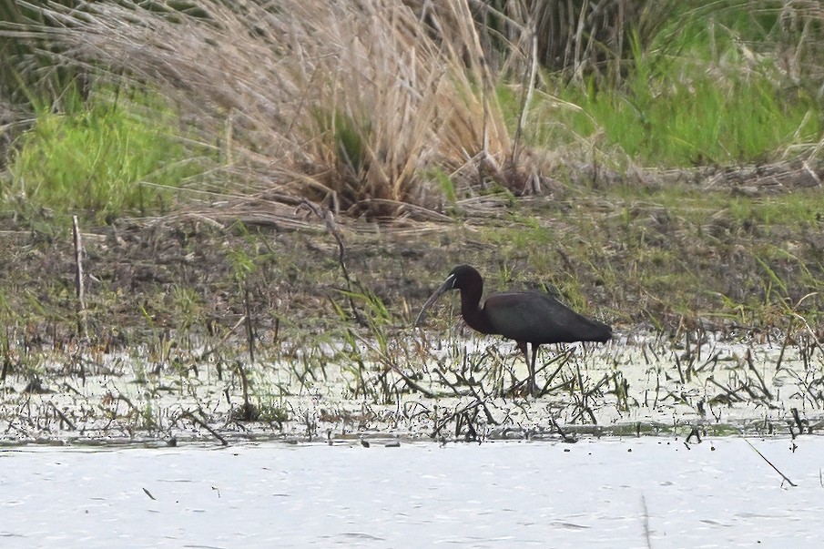 eBird Checklist - 28 Apr 2024 - Goose Pond FWA--GP5N - 33 species