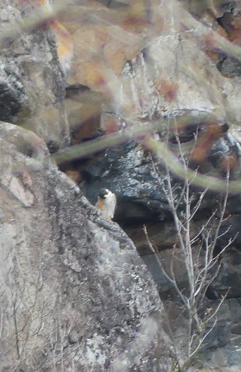 Peregrine Falcon - claudine lafrance cohl
