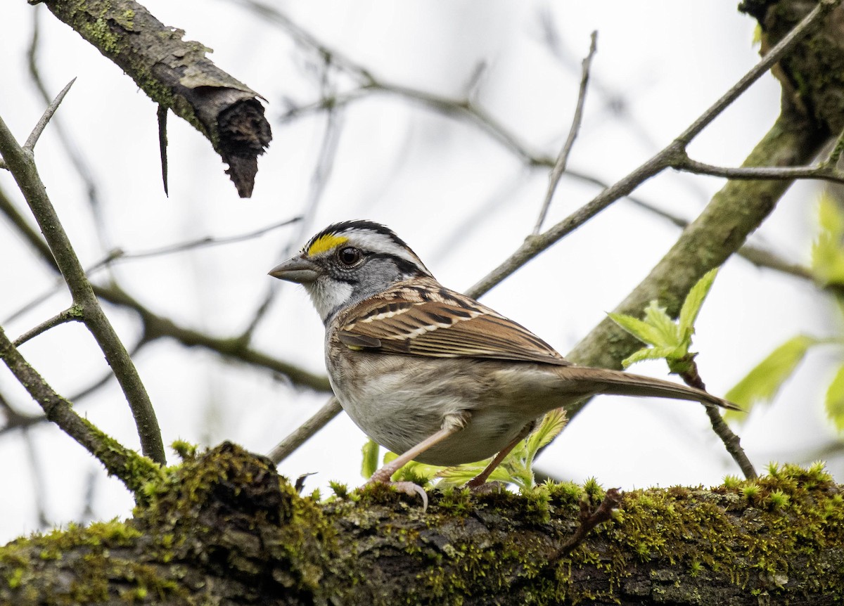 White-throated Sparrow - Estela Quintero-Weldon