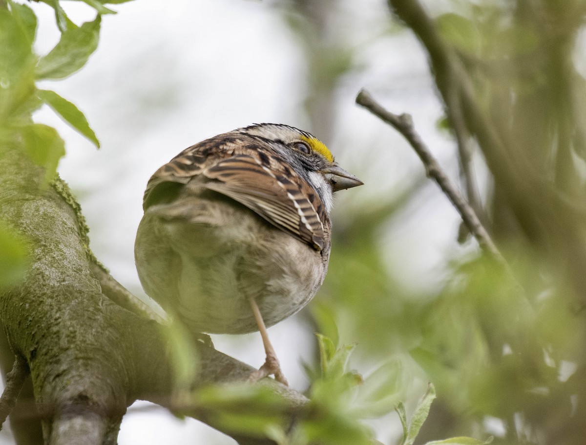 White-throated Sparrow - ML618116827
