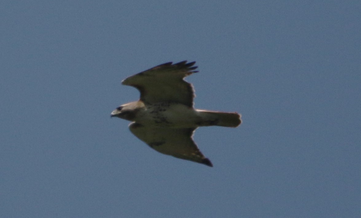 Red-tailed Hawk - ML618116832