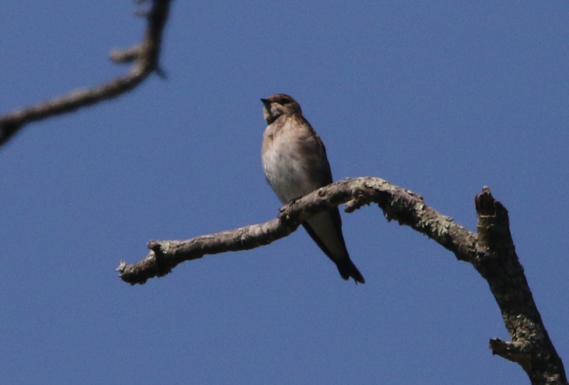 Northern Rough-winged Swallow - Daniel Lebbin