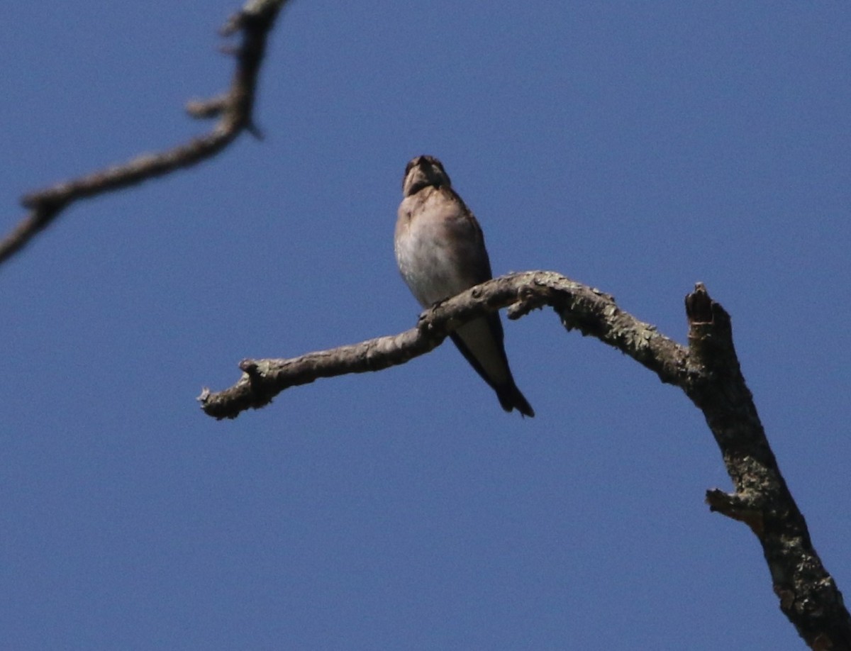 Northern Rough-winged Swallow - Daniel Lebbin