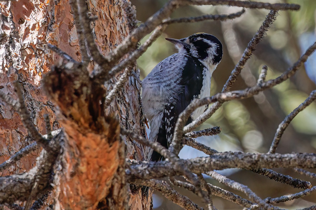 American Three-toed Woodpecker (Rocky Mts.) - Laval Roy