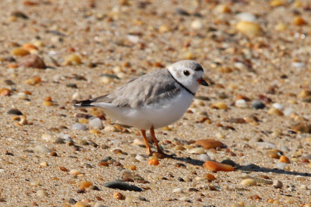 Piping Plover - ML618116859