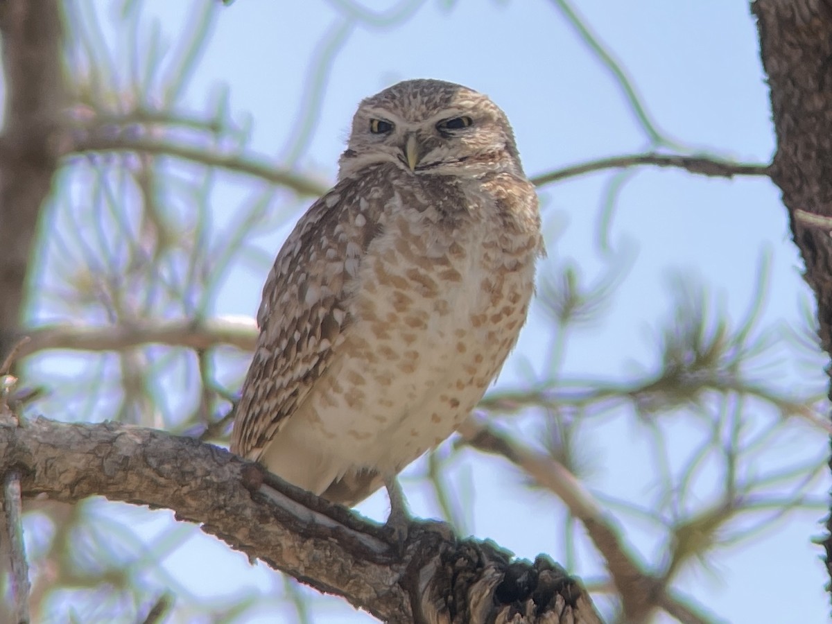 Burrowing Owl - ML618116880