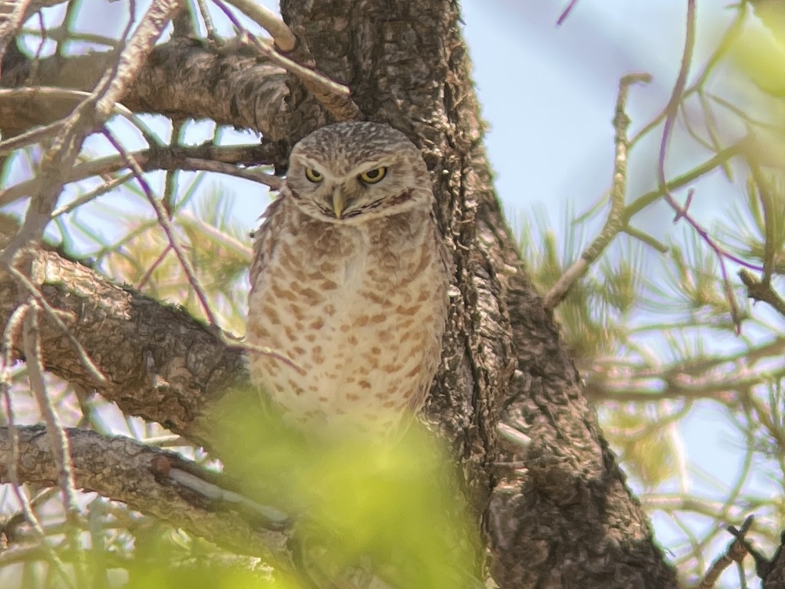 Burrowing Owl - ML618116881
