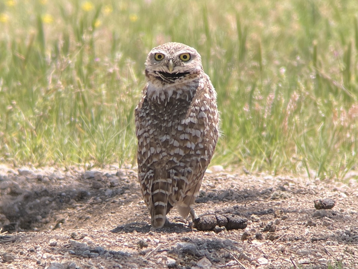 Burrowing Owl - Jennifer Miller