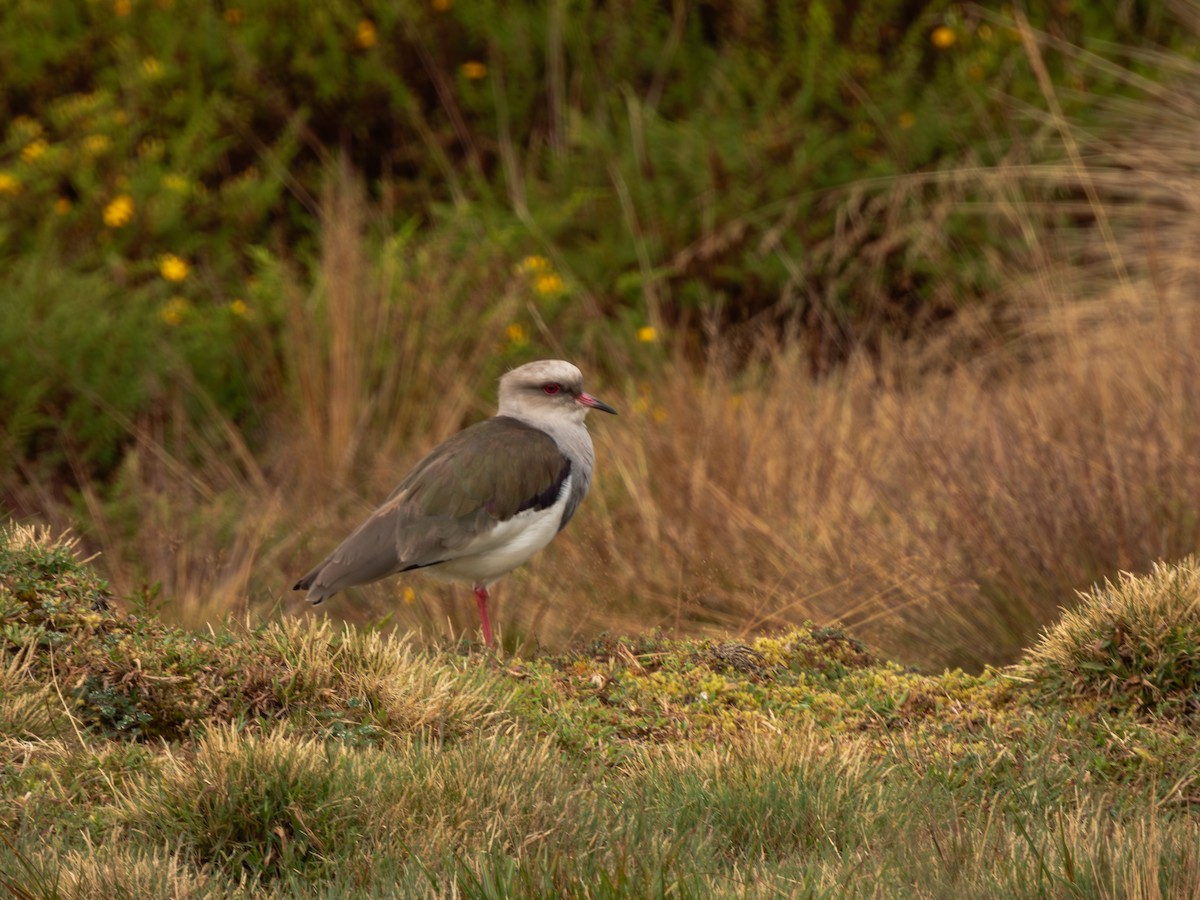 Andean Lapwing - ML618116927
