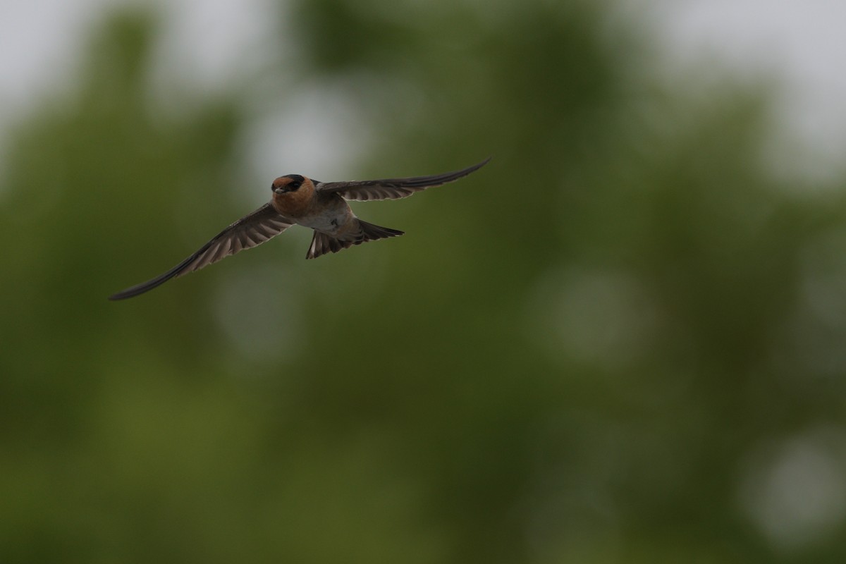 Cave Swallow - ML618116934