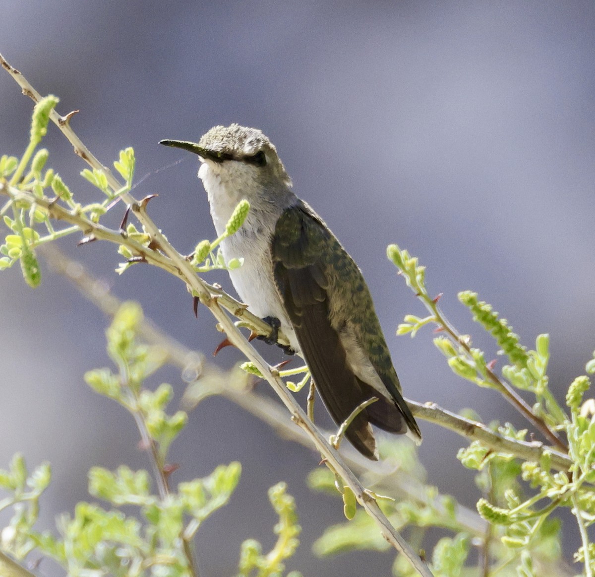 Black-chinned Hummingbird - ML618116945
