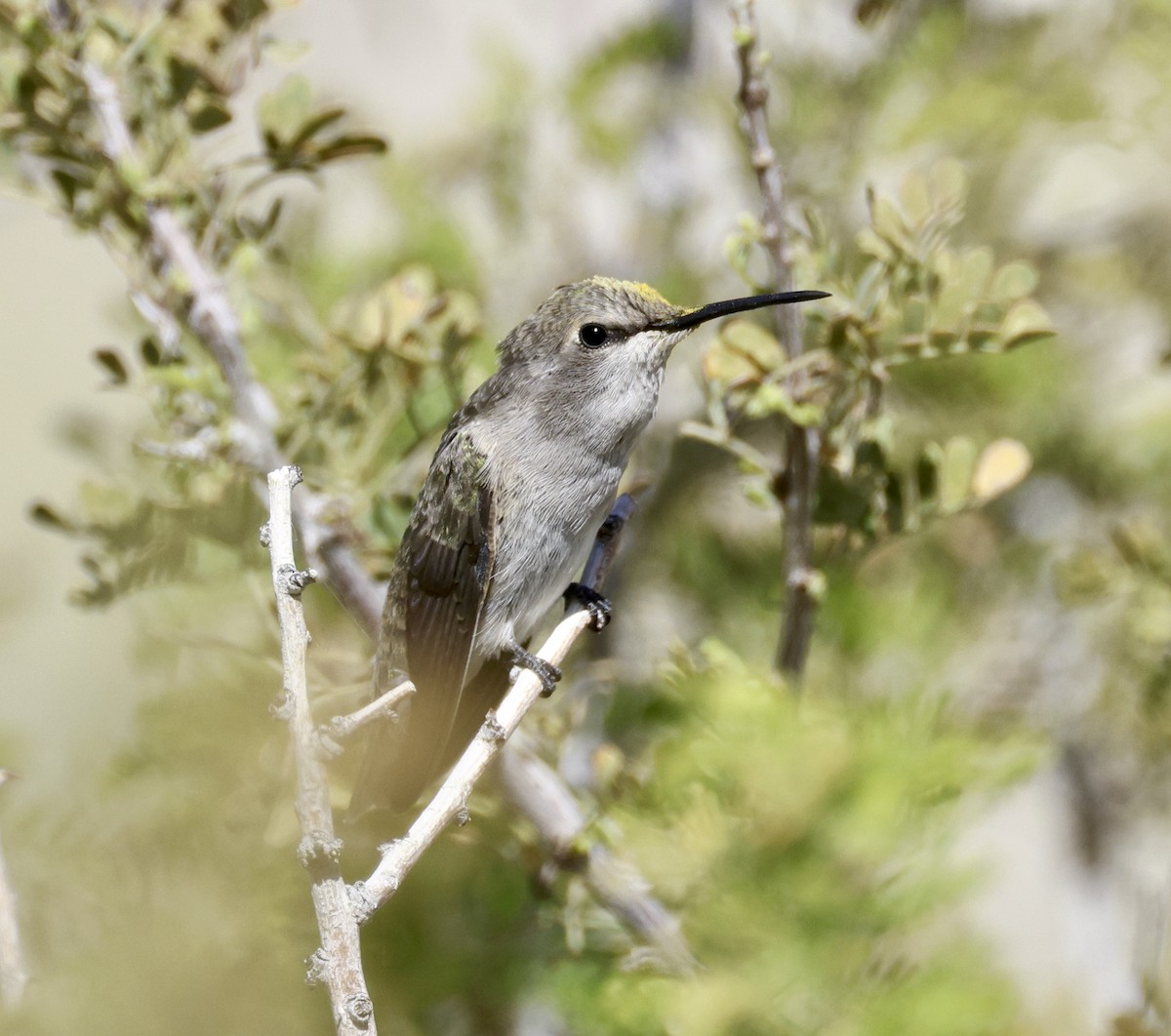 Costa's Hummingbird - ML618116964