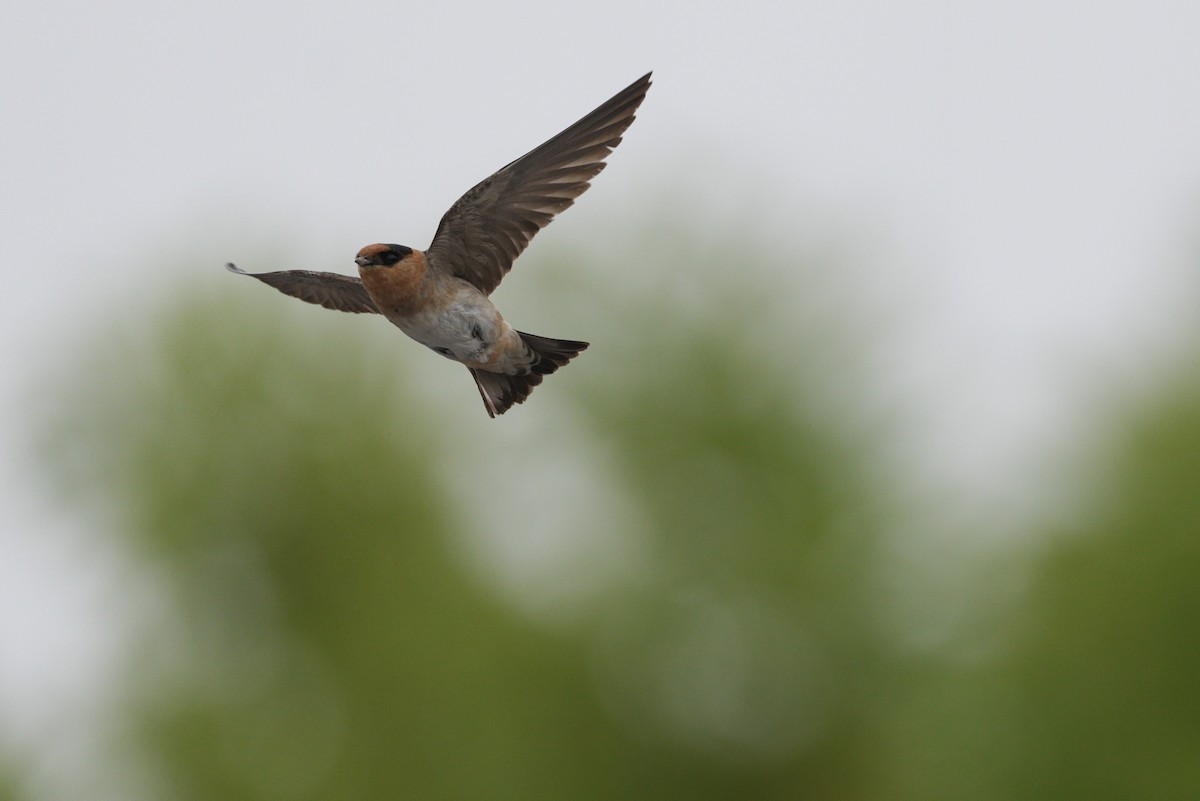 Cave Swallow - ML618116979