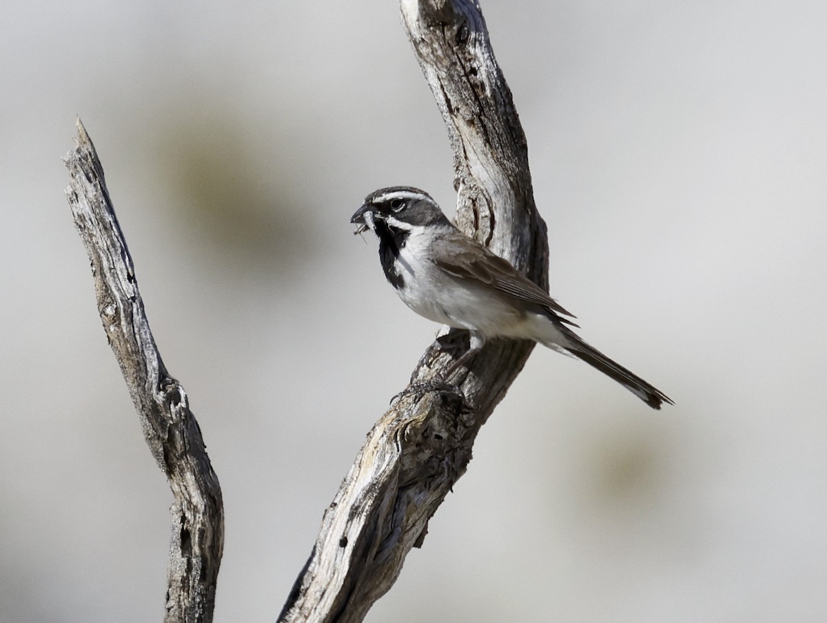 Black-throated Sparrow - Adam Dudley