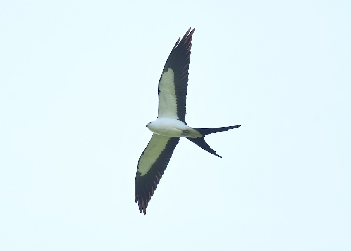 Swallow-tailed Kite - ML618117031