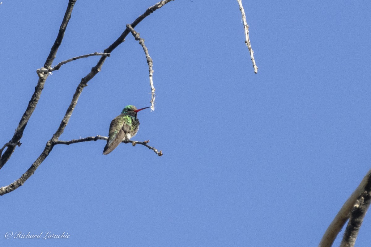 Broad-billed Hummingbird - ML618117032