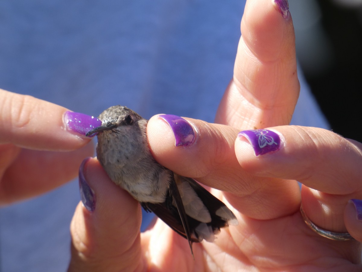Black-chinned Hummingbird - Reeve Cowne