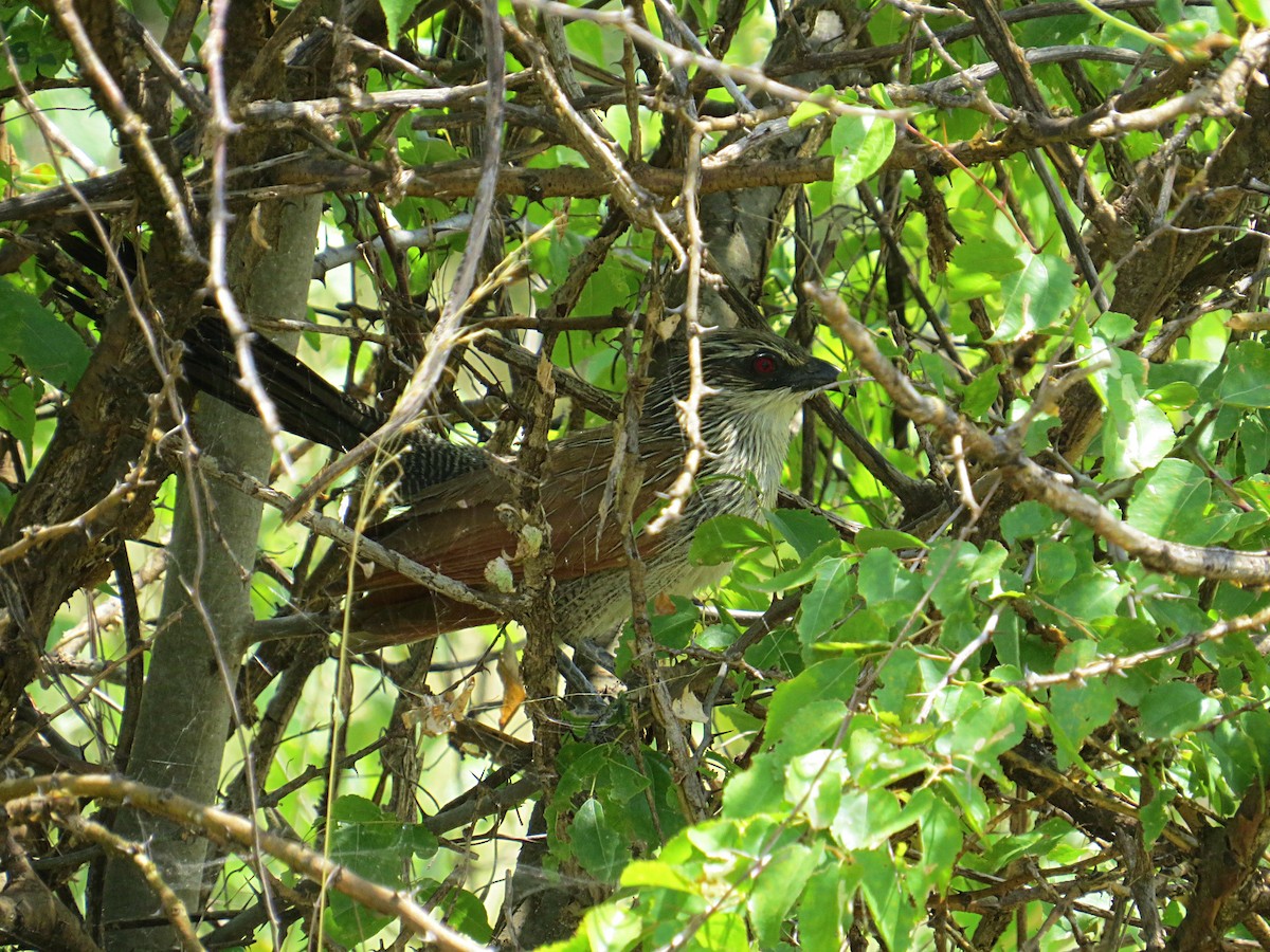 White-browed Coucal - ML618117056
