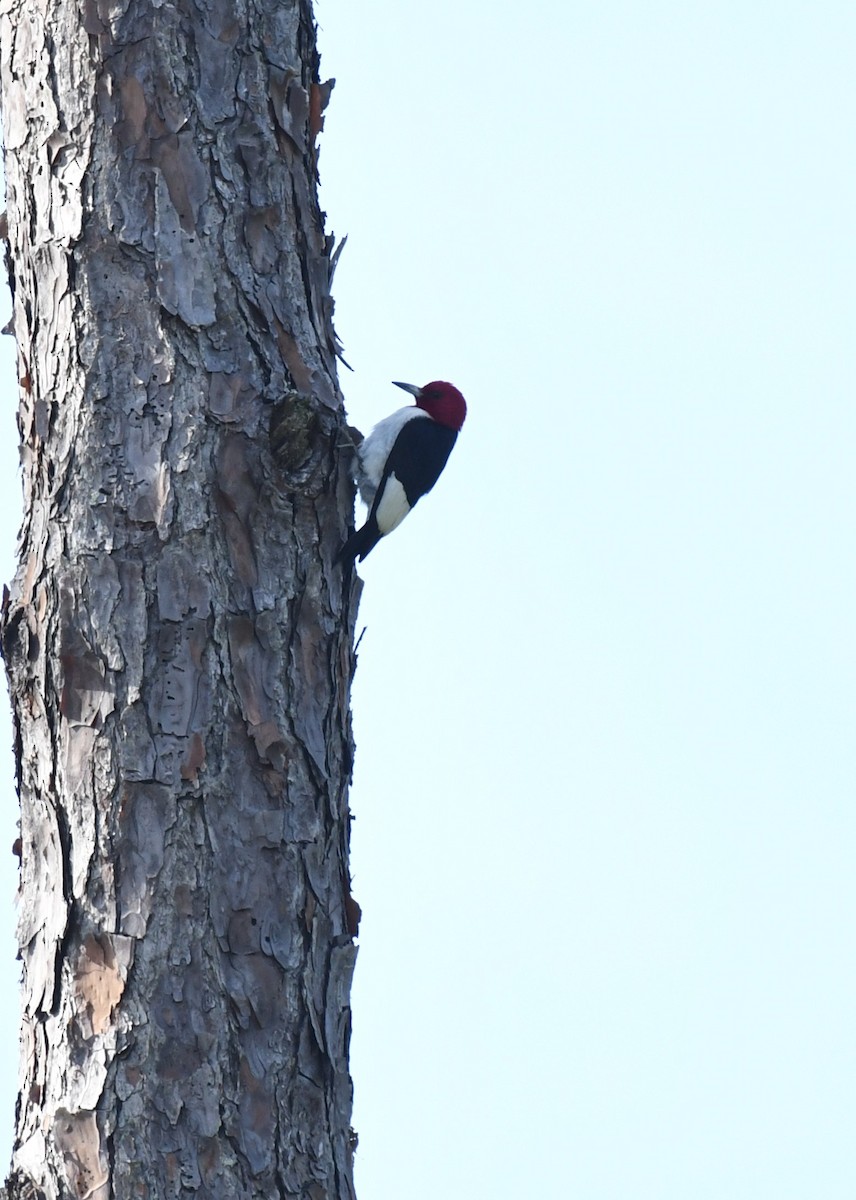 Red-headed Woodpecker - Wendy N
