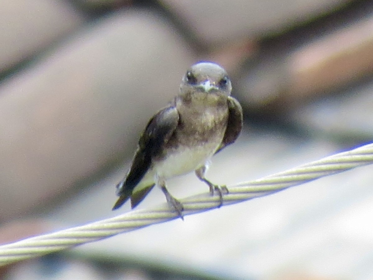 Northern Rough-winged Swallow - ML618117060