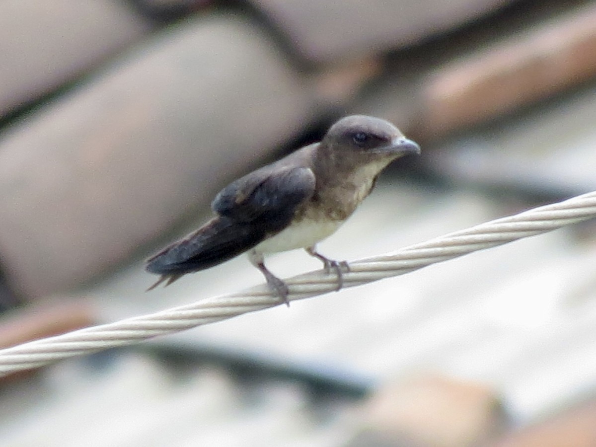 Northern Rough-winged Swallow - ML618117061