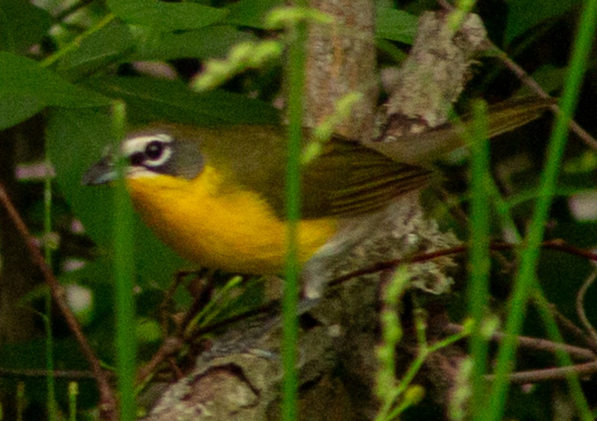Yellow-breasted Chat - ML618117066
