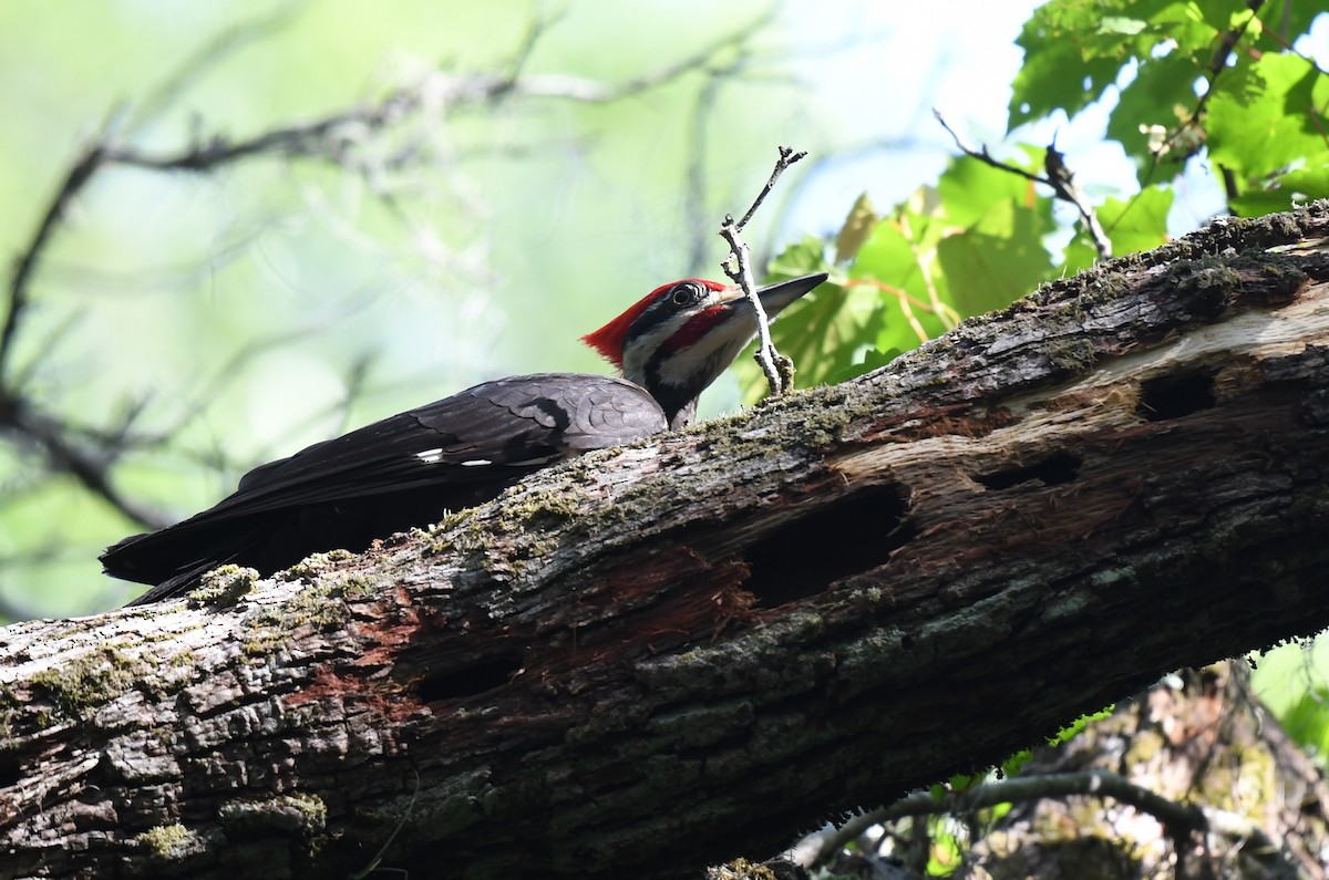 Pileated Woodpecker - ML618117074