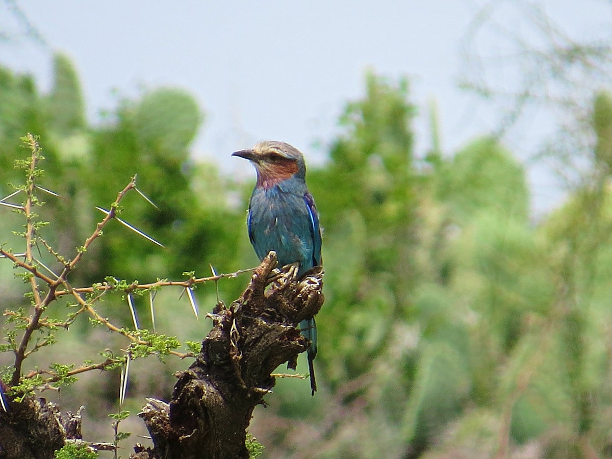 Lilac-breasted Roller - ML618117091