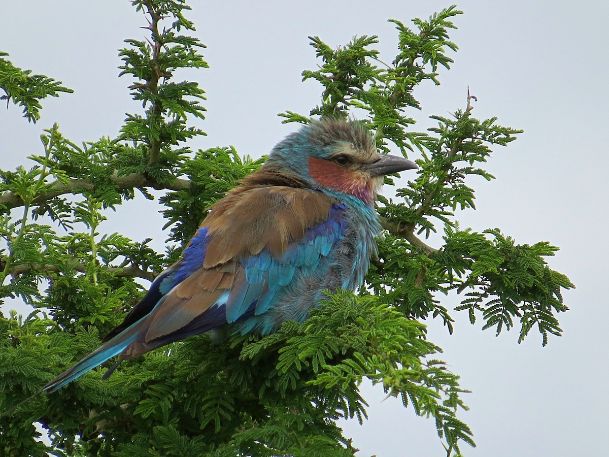 Lilac-breasted Roller - ML618117092