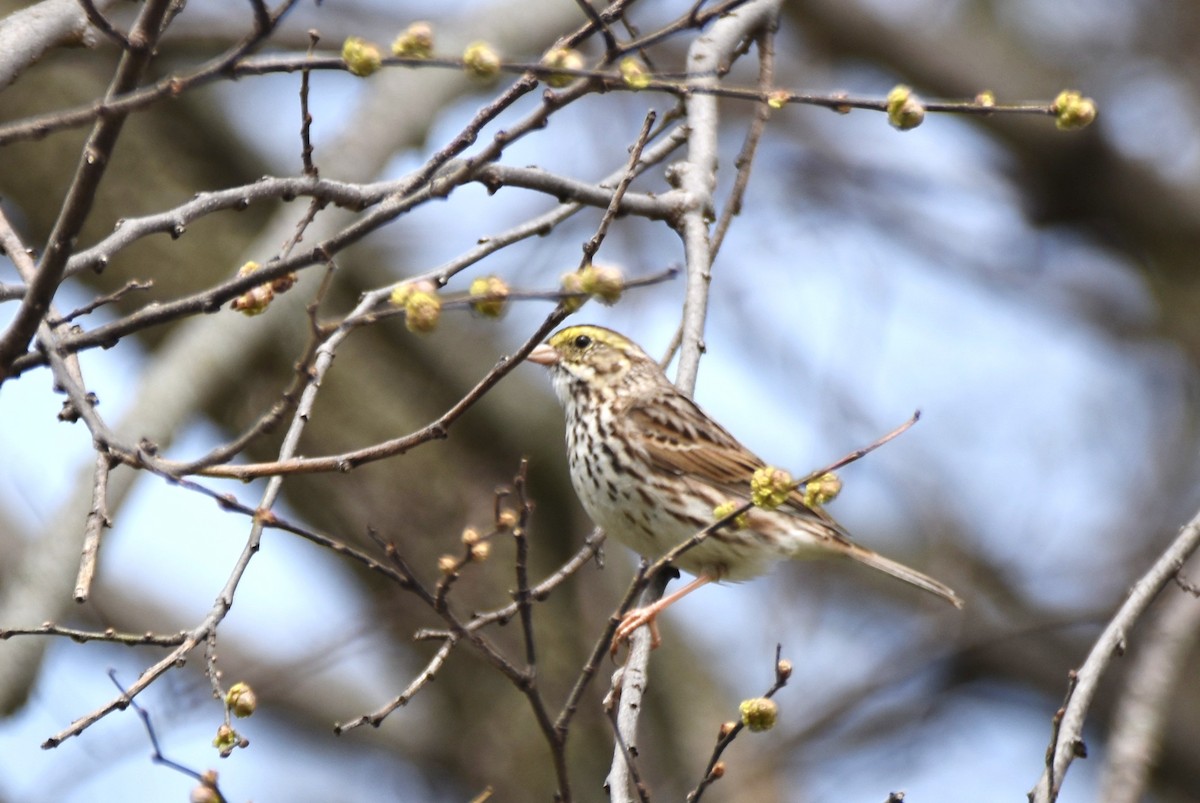 Savannah Sparrow - ML618117108