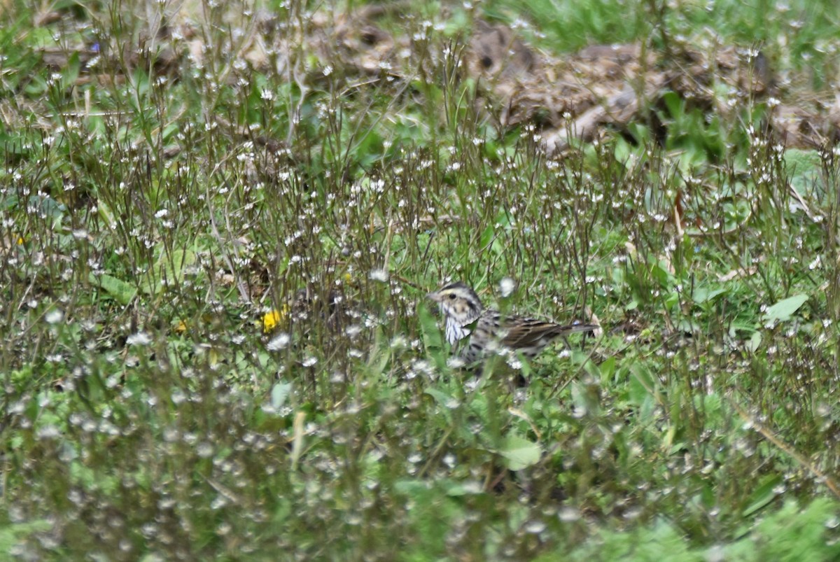 Savannah Sparrow - irina shulgina