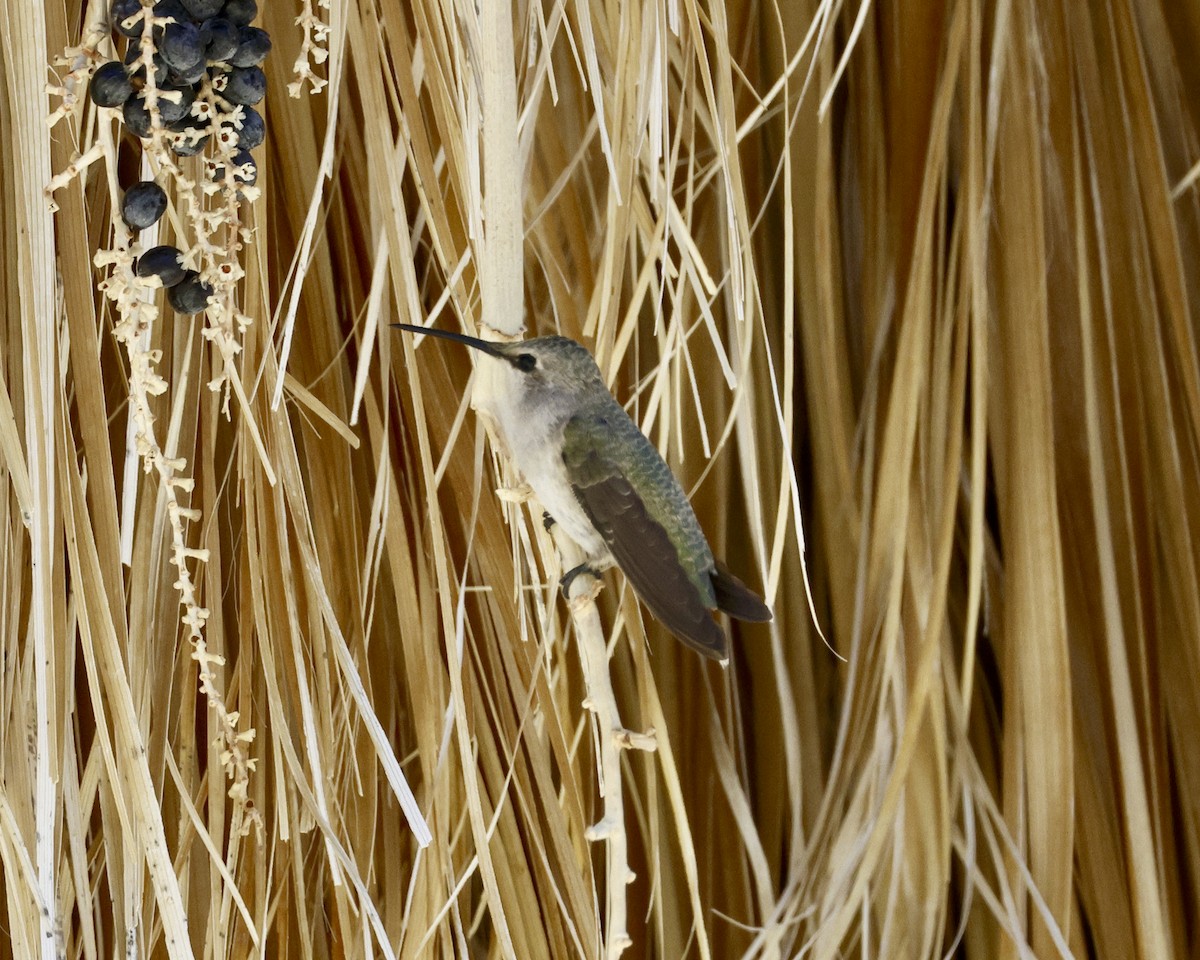 Black-chinned Hummingbird - ML618117111