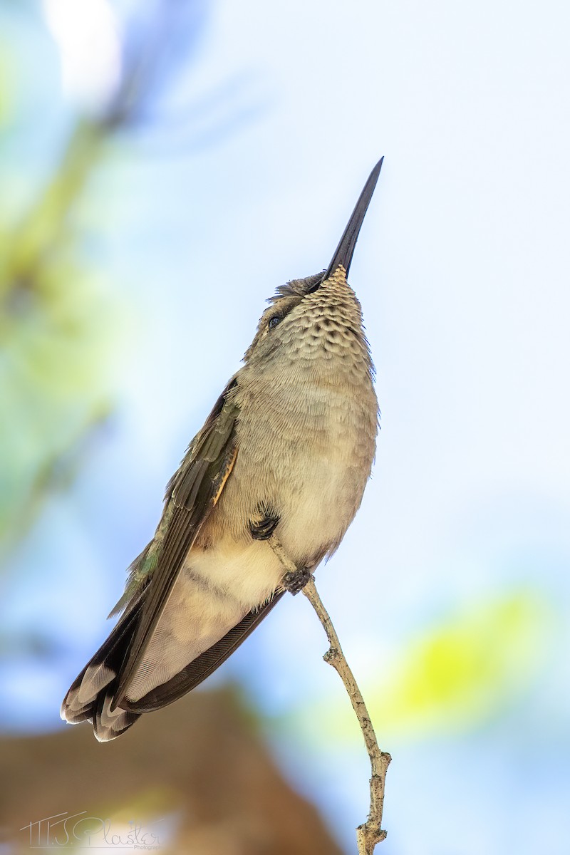 Broad-tailed Hummingbird - Michael Plaster