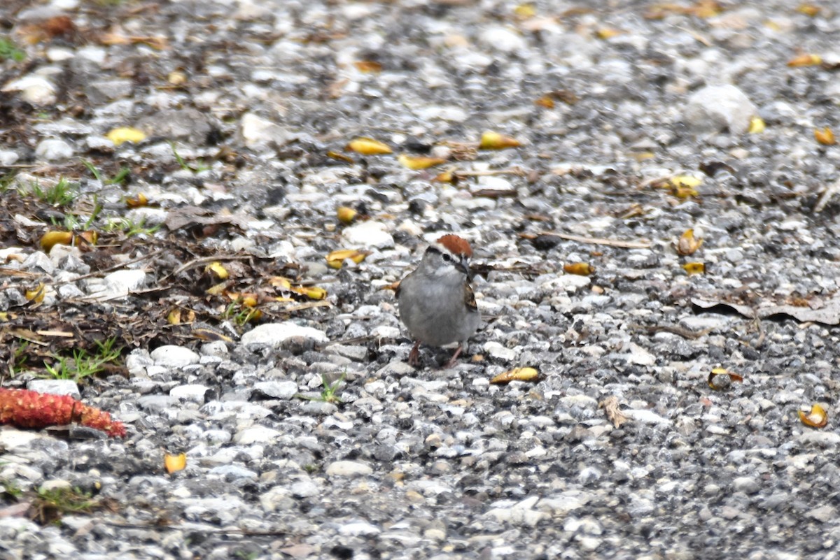 Chipping Sparrow - ML618117120