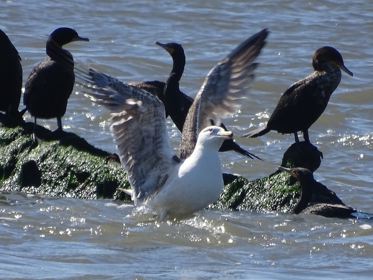 Great Black-backed Gull - Shey Claflin