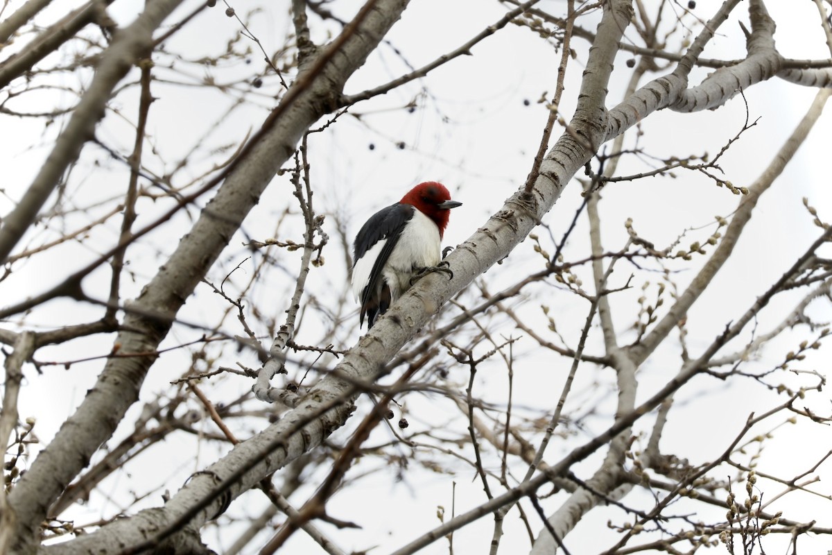 Red-headed Woodpecker - Robert Linfield