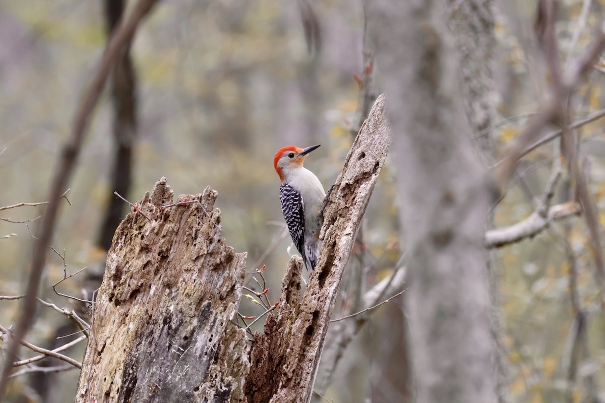 Red-bellied Woodpecker - Robert Linfield