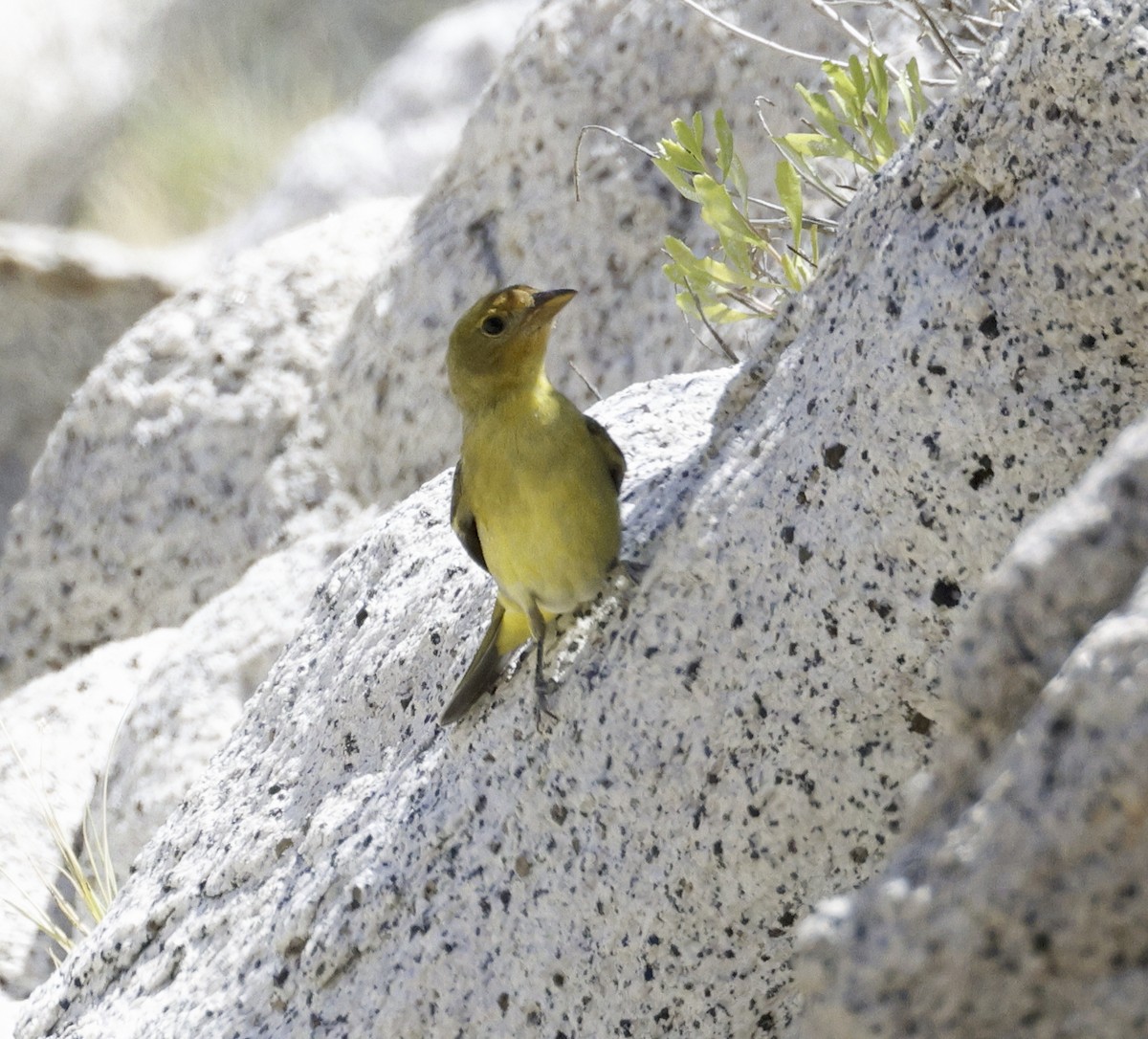 Western Tanager - ML618117178
