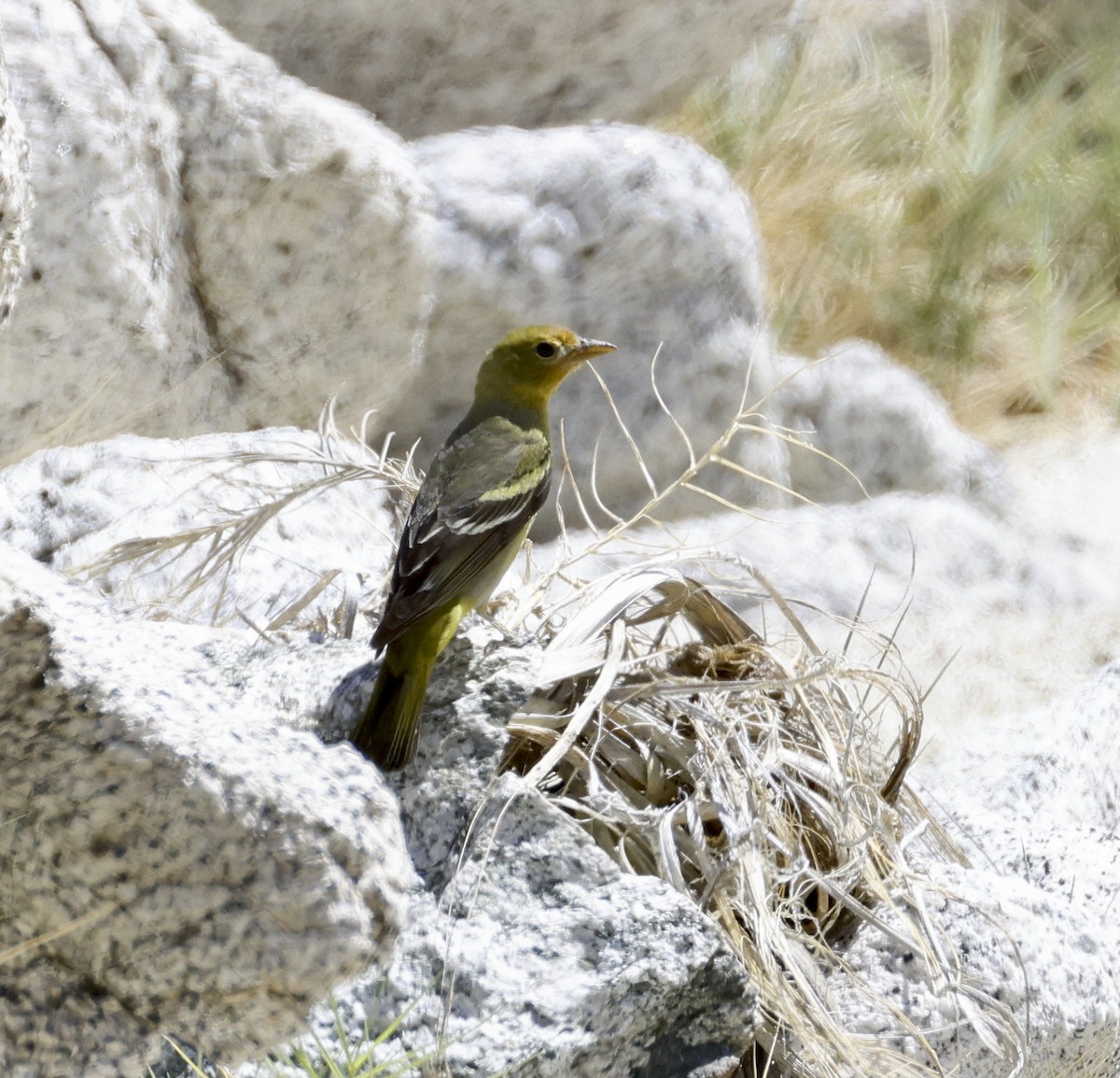 Western Tanager - ML618117179