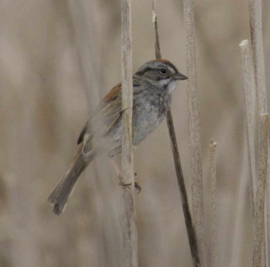 Swamp Sparrow - ML618117187