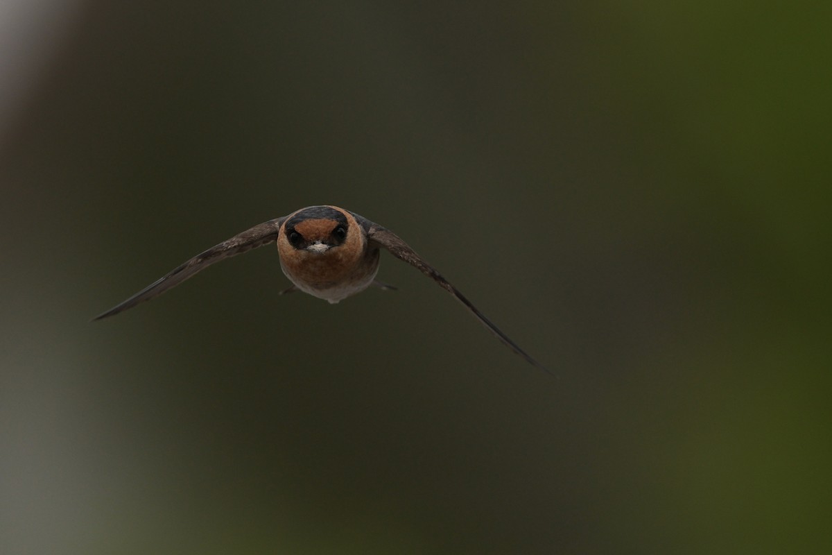 Cave Swallow - ML618117224