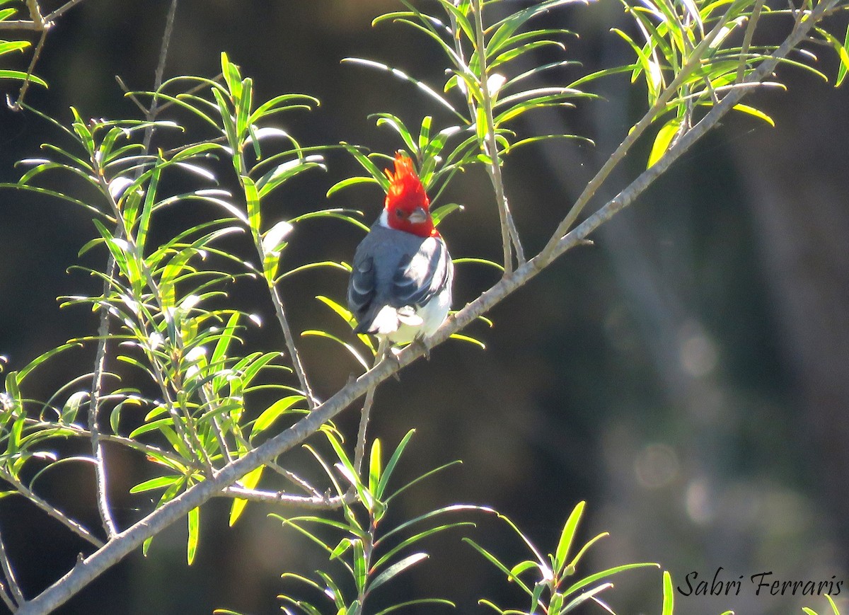 Red-crested Cardinal - Cinthia Franco